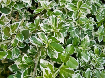 Euonymus fortunei "Emerald Gaiety" - (Weißbunte Kriechspindel),